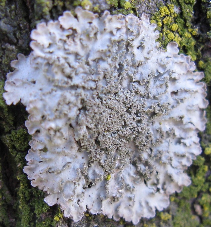 Licheni su corteccia di Prunus pissardii